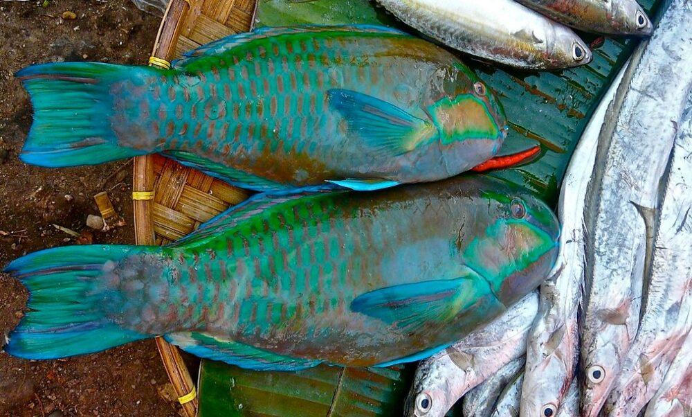 Ikan